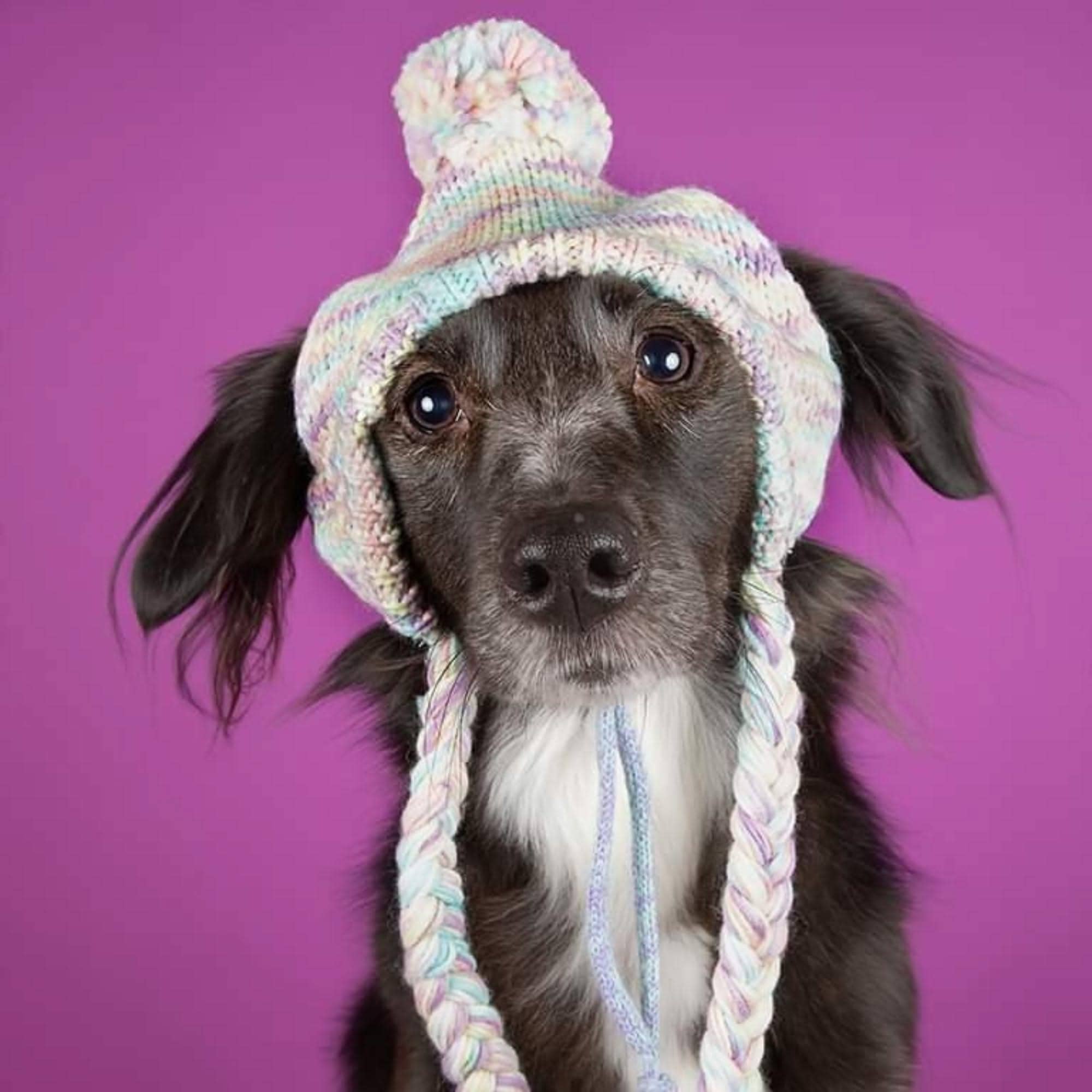 Spark Paws - Wholesale Pet Hat - Dog - Knit Pom Pom Dog Beanie Hat - Pastel Icing2