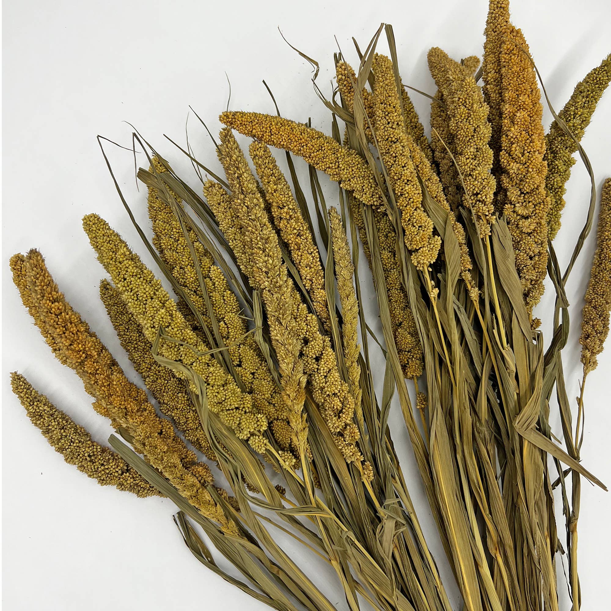 2626 Designs - Wholesale Dried/Pressed Flowers - Dried Preserved Millet Flower 21" Multiple Colors10