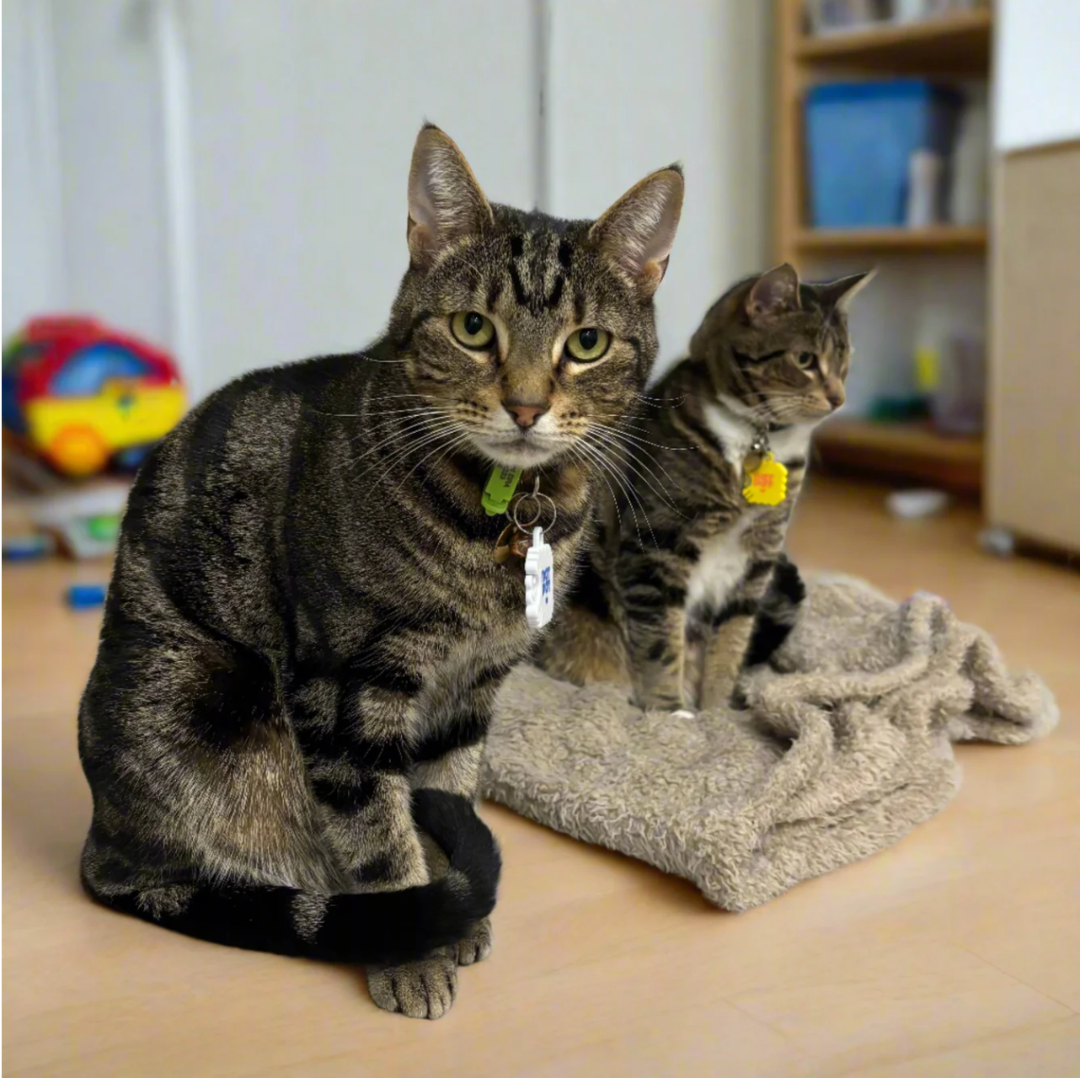 NATPAT - Wholesale Pet collar – Cat/dog - NATPAT Pet Locket - Collar Sticker Locket (pair w/ Pet Zen)4