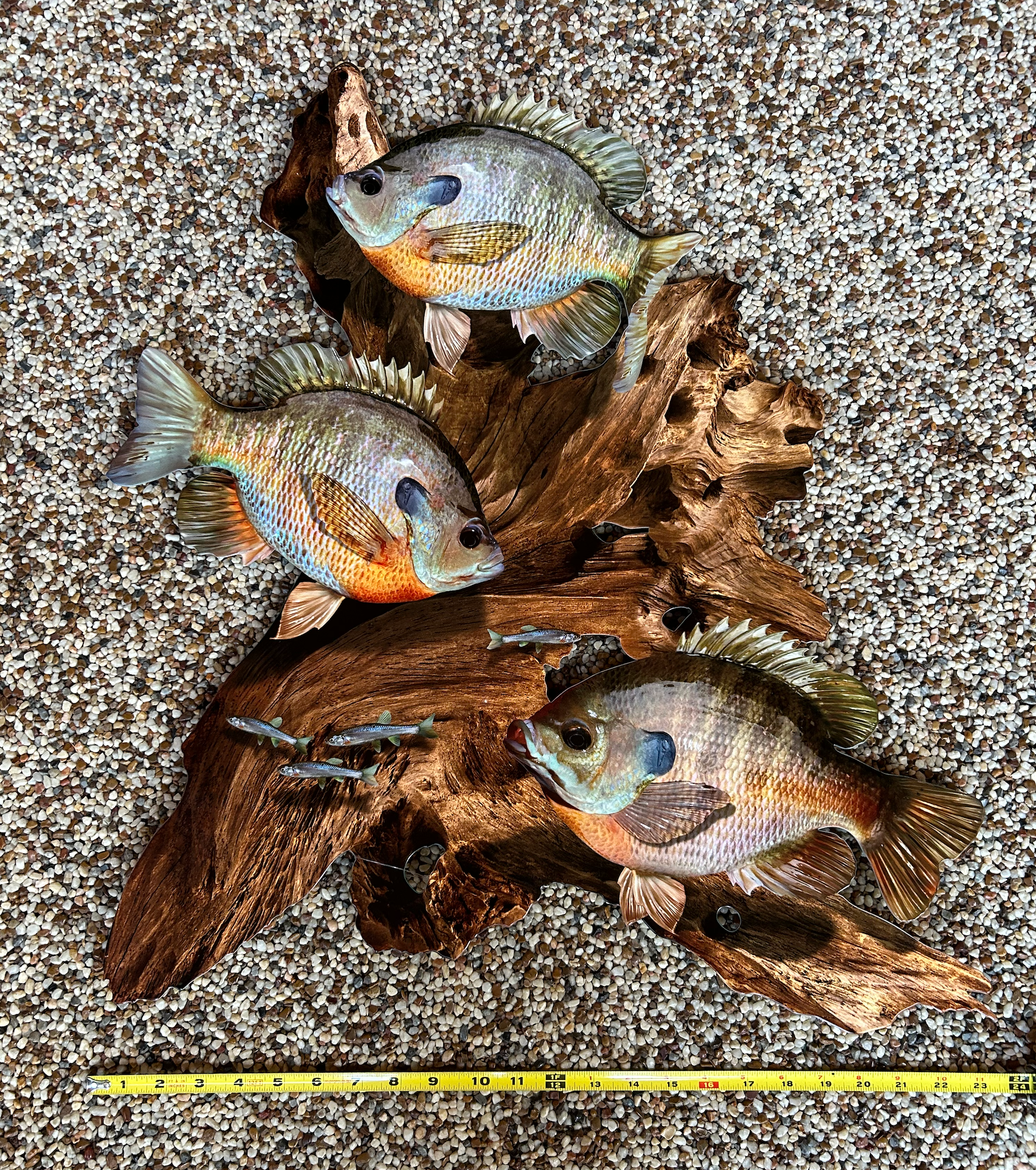 Reelistic Replicas - Wholesale Wall Accent - Bluegill Replica Driftwood Scene Rustic Home Decor, 2D Metal1