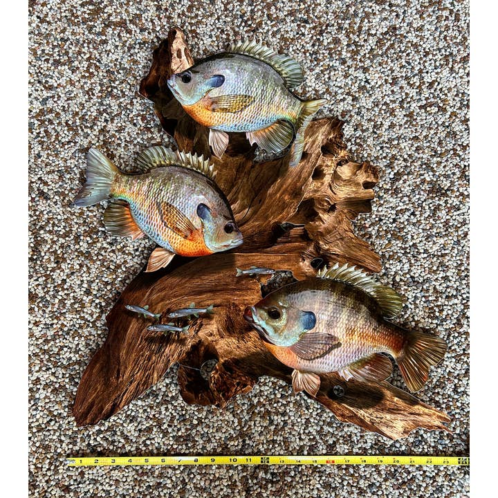 Reelistic Replicas - Wholesale Wall Accent - Bluegill Replica Driftwood Scene Rustic Home Decor, 2D Metal1