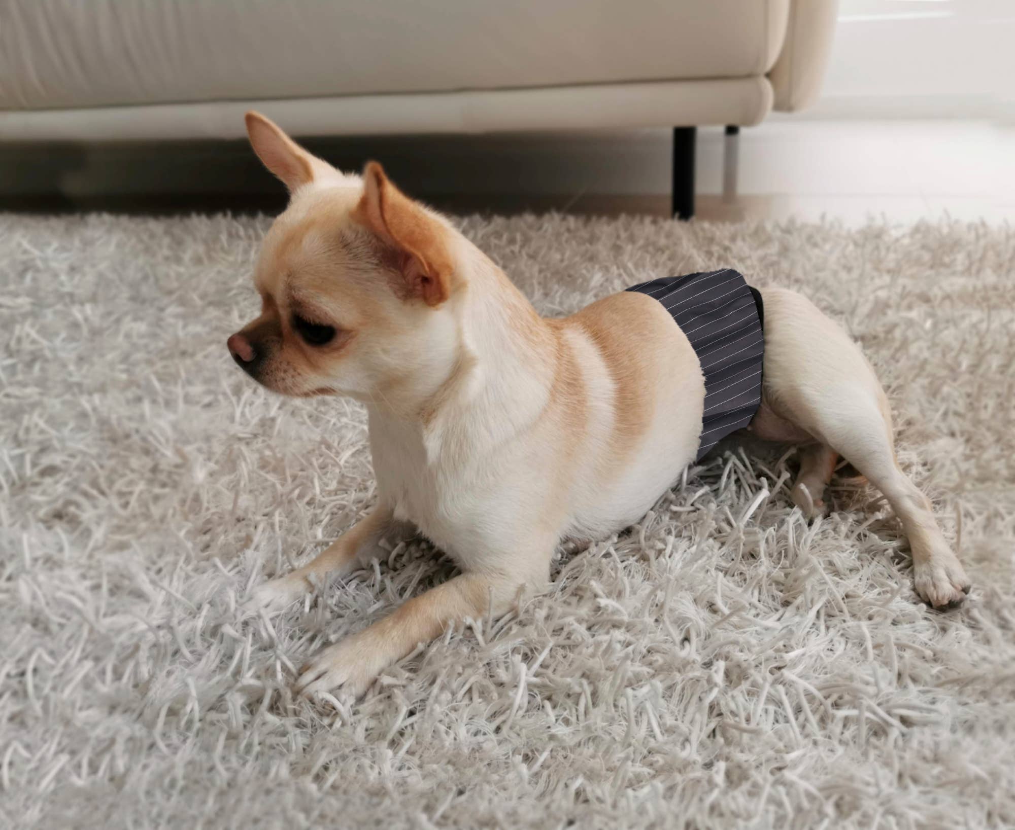 FINNERO - Wholesale Pet Belly Band - Dog - FINNERO JUSTINCASE Male Dog Wrap, 4 Colors, Washable Diaper7