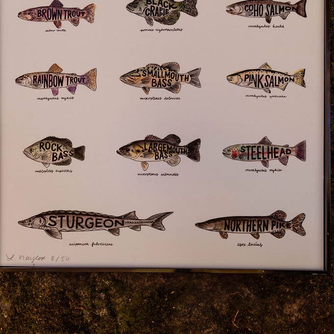 Home Squirrel - Wholesale Art Print - Fish of Michigan Watercolor Print5