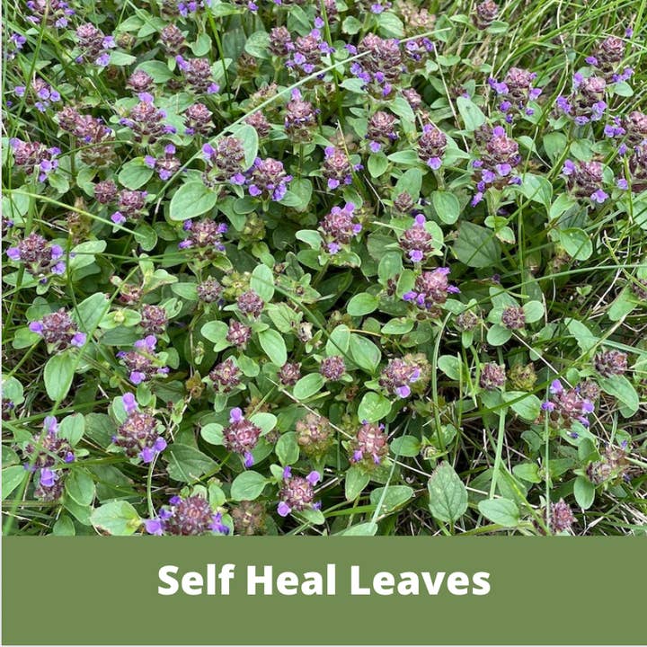 Flawn Seed Kits - Wholesale Plant Seeds - Self-Heal Seed Compostable Hanging Pouch