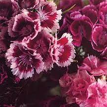 Biff Bang Pow - The Girl Who Runs The Beat Hotel for wholesale by Last Night From Glasgow