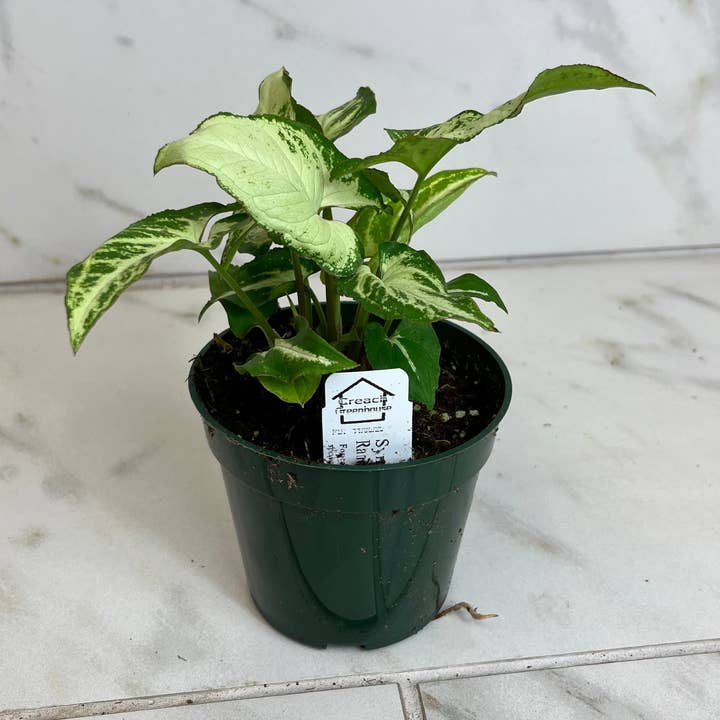 Syngonium Randy, 4" Plant for wholesale by The Plant Farm