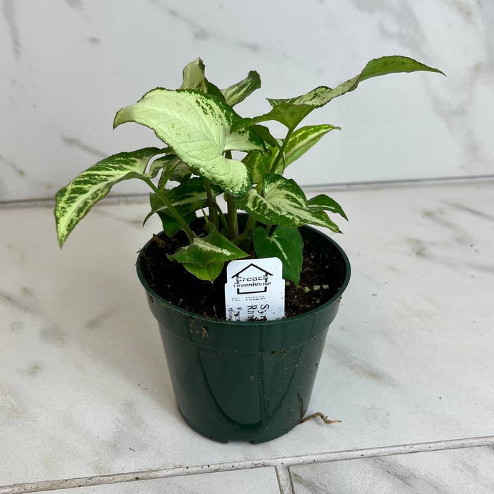 Syngonium Randy, 4" Plant for wholesale by The Plant Farm