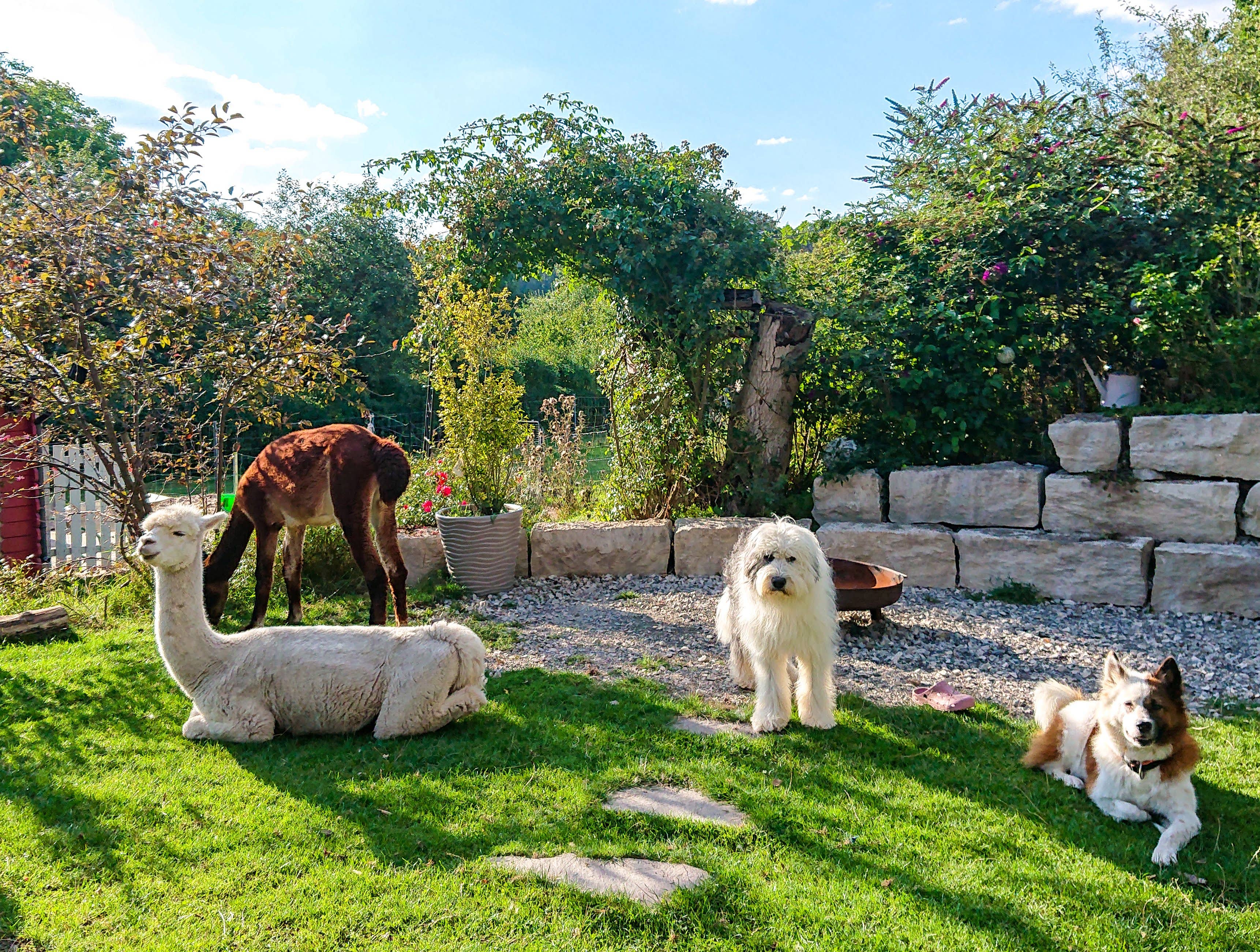 AnRoSi - Wholesale  - Het boek voor en met de hond: Paths to the Family Dog6