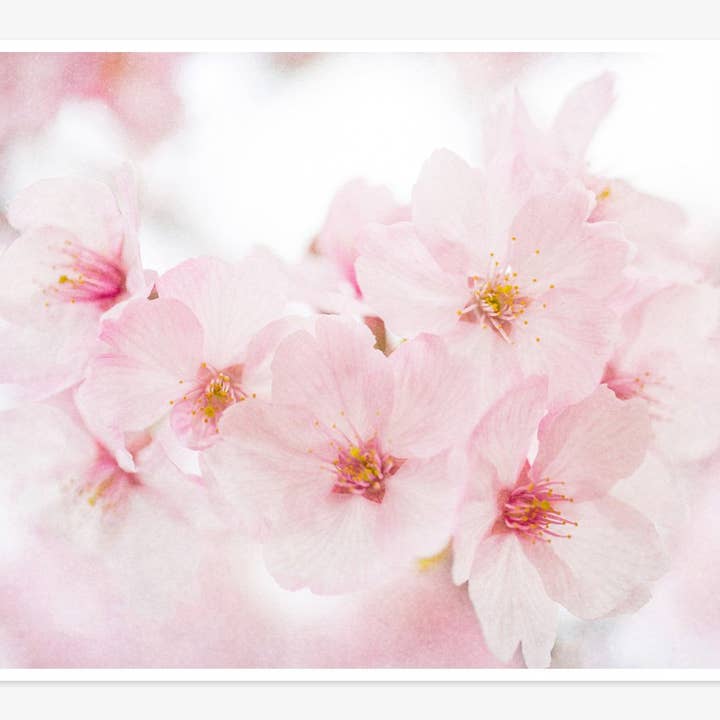 Pink Flower Print, 'Cherry Blossom' for wholesale by Offley Green