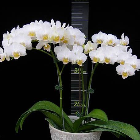 Phalaenopsis Younghome Little Snow 2.5" | Rare Houseplant for wholesale by OrchidBox