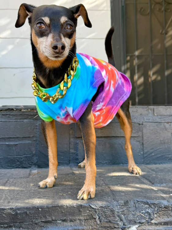 T-shirt de cão Rainbow Spiral Tie Dye por atacado de Shanna's Tie Dye