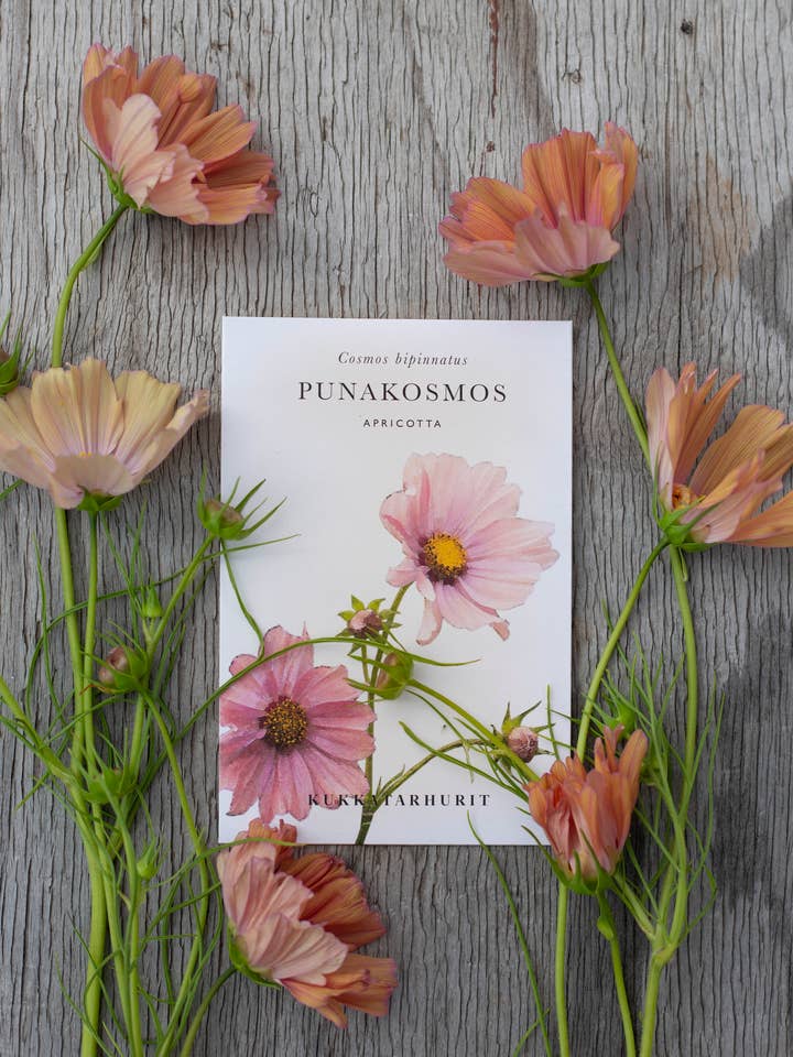 Punakosmos 'Apricotta' - Cosmos bipinnatus, environ 25 graines pour la vente par Kukkatarhurit