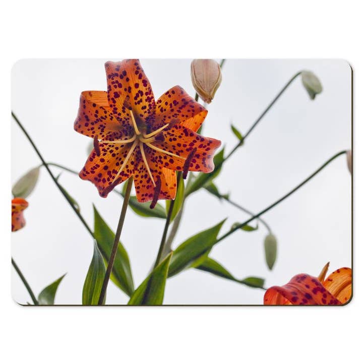 Gregory Dennis Design - Wholesale Placemat - 6 Floral Placemats - Lilium6