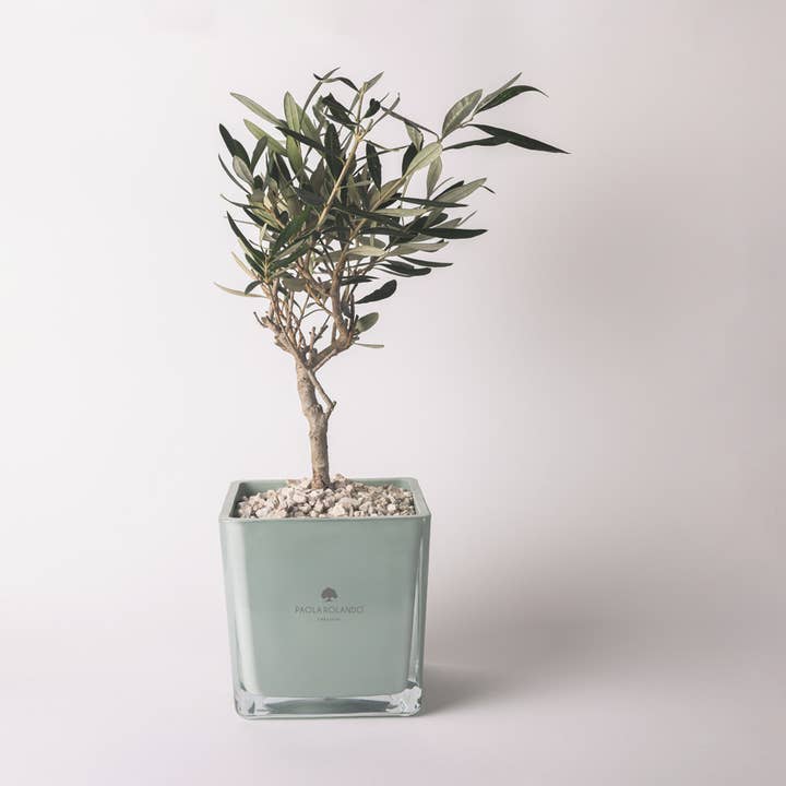 Olivo In Cubo Di Vetro - Sogno per la vendita all'ingrosso da parte di Paola Rolando Creazioni