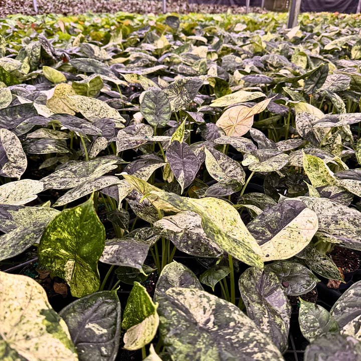 Alocasia Dragon Scale for wholesale by Down to Dirt Plants