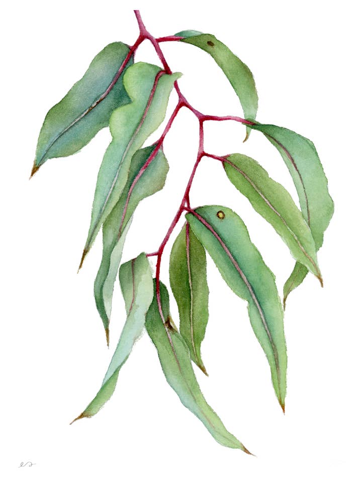 Vibrant Eucalyptus Print – Watercolor Botanical Wall Art for wholesale by Art by Emma Lian