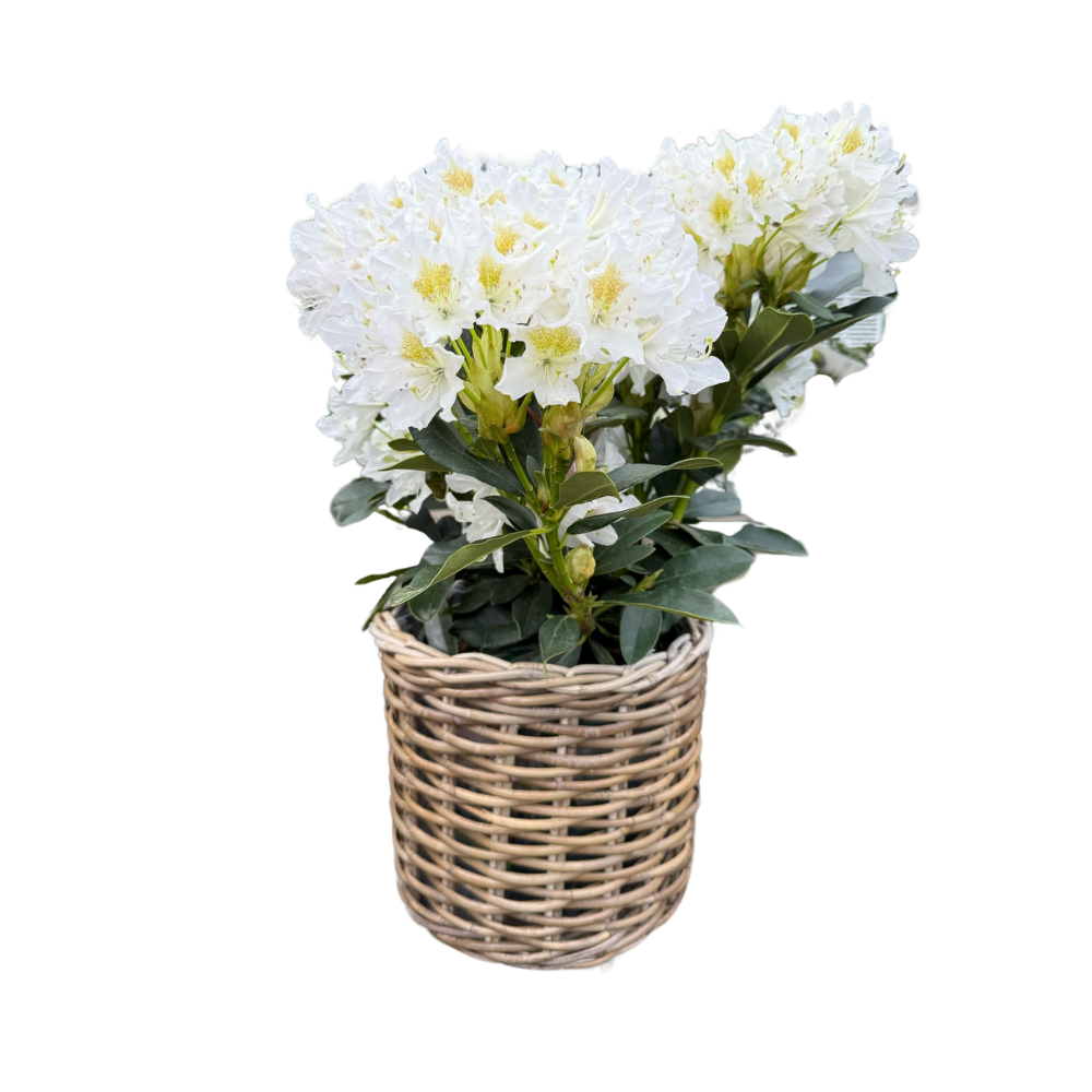 Basketly – Großhandel Blumentopf – Rattan-Pflanzkorb-Set3