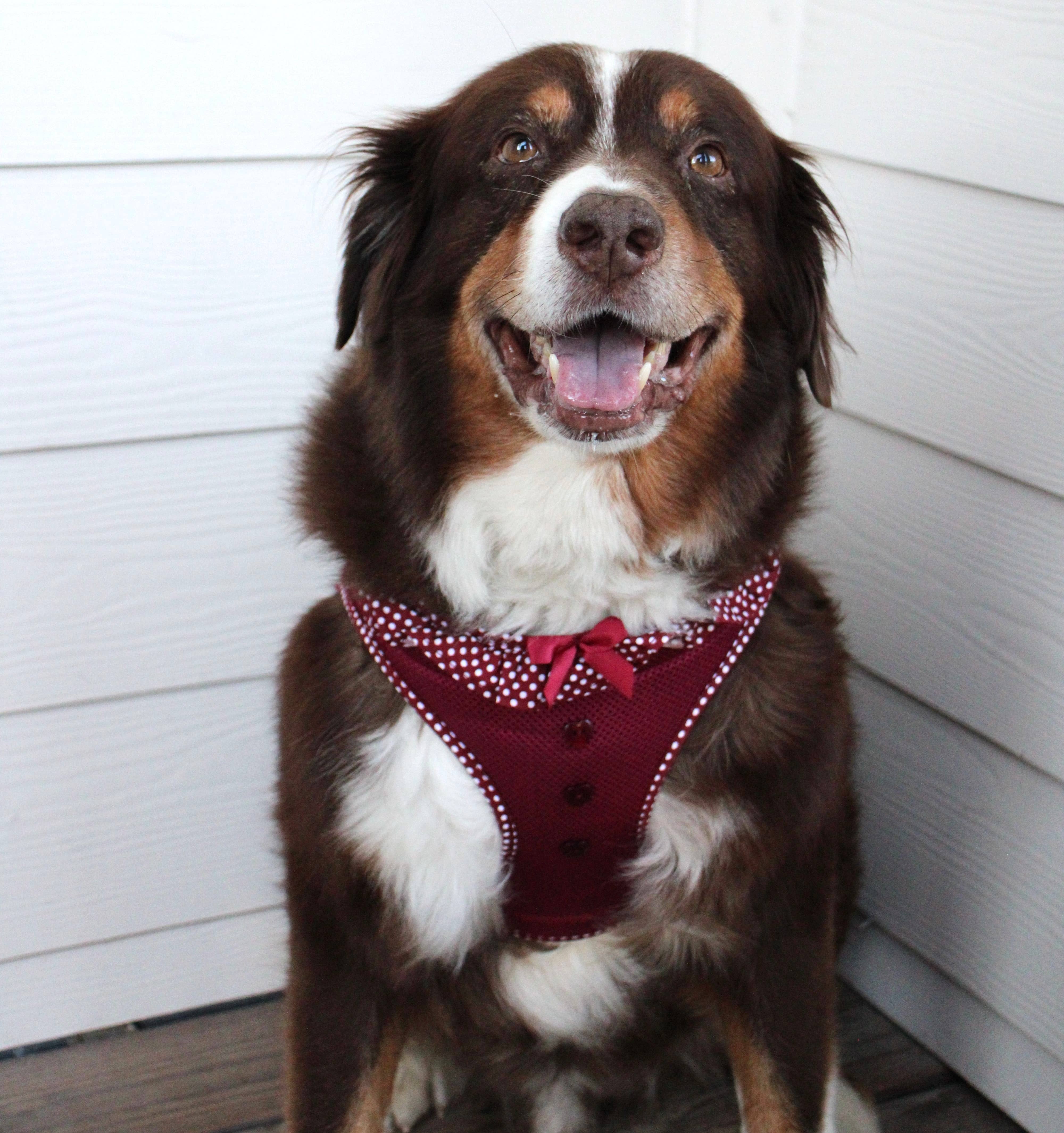 Doggie Design - Wholesale Pet Harness - Dog - American River Polka Dot Dog Harness - Wine Polka Dot3