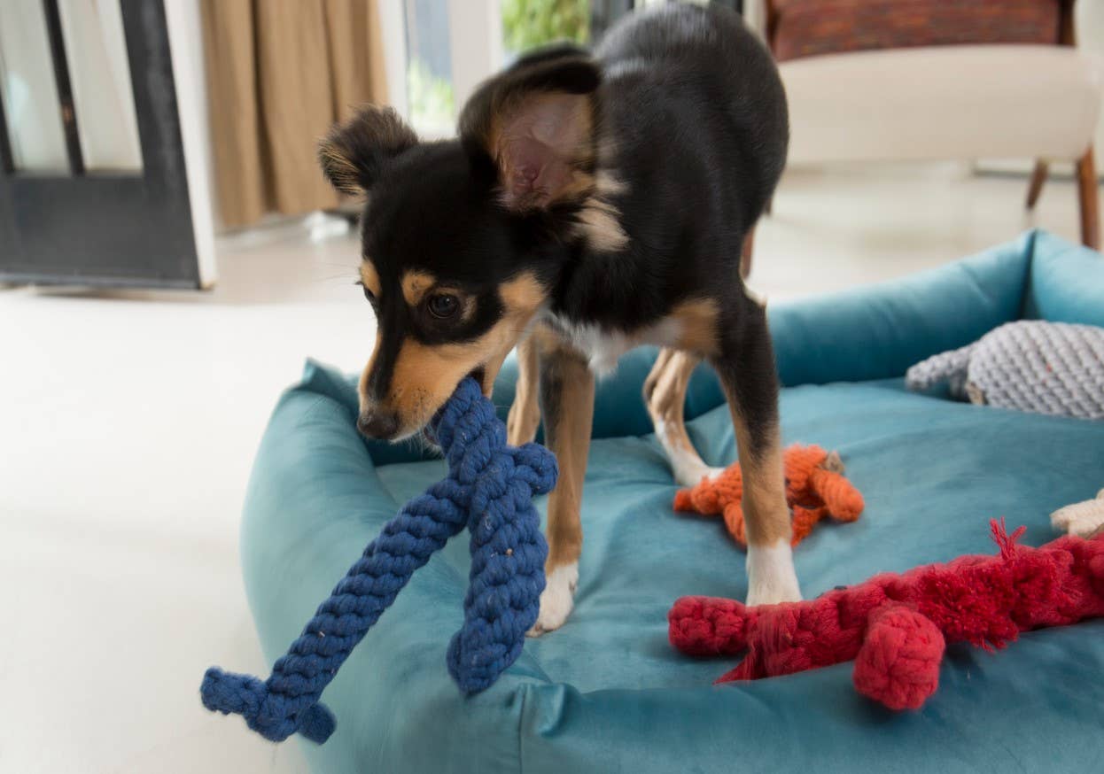 Jax & Bones - Wholesale Pet Rope Toy - Dog - Anchor Rope Toy Blue (One Size)1