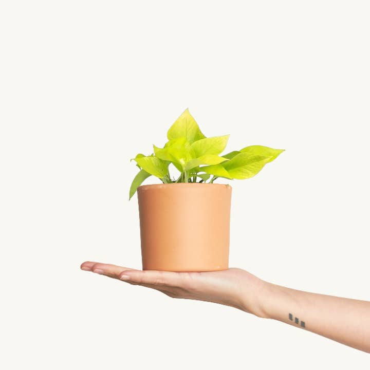 Pothos Limon M - Gouden Epipremnum Aureum voor wholesale door Miniplanta