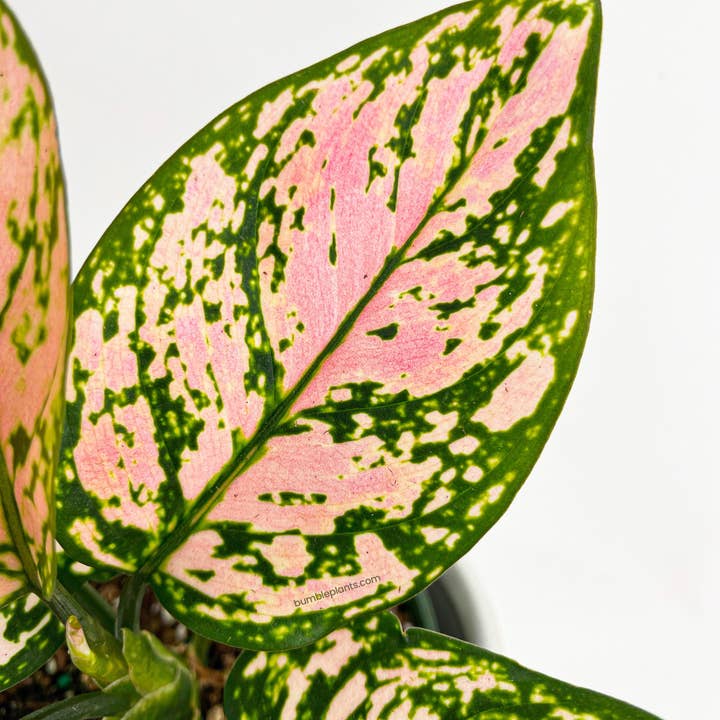 Bumble Plants - Wholesale Live Plant - Aglaonema Cherry Anyanmanee 'Lady Valentine'6