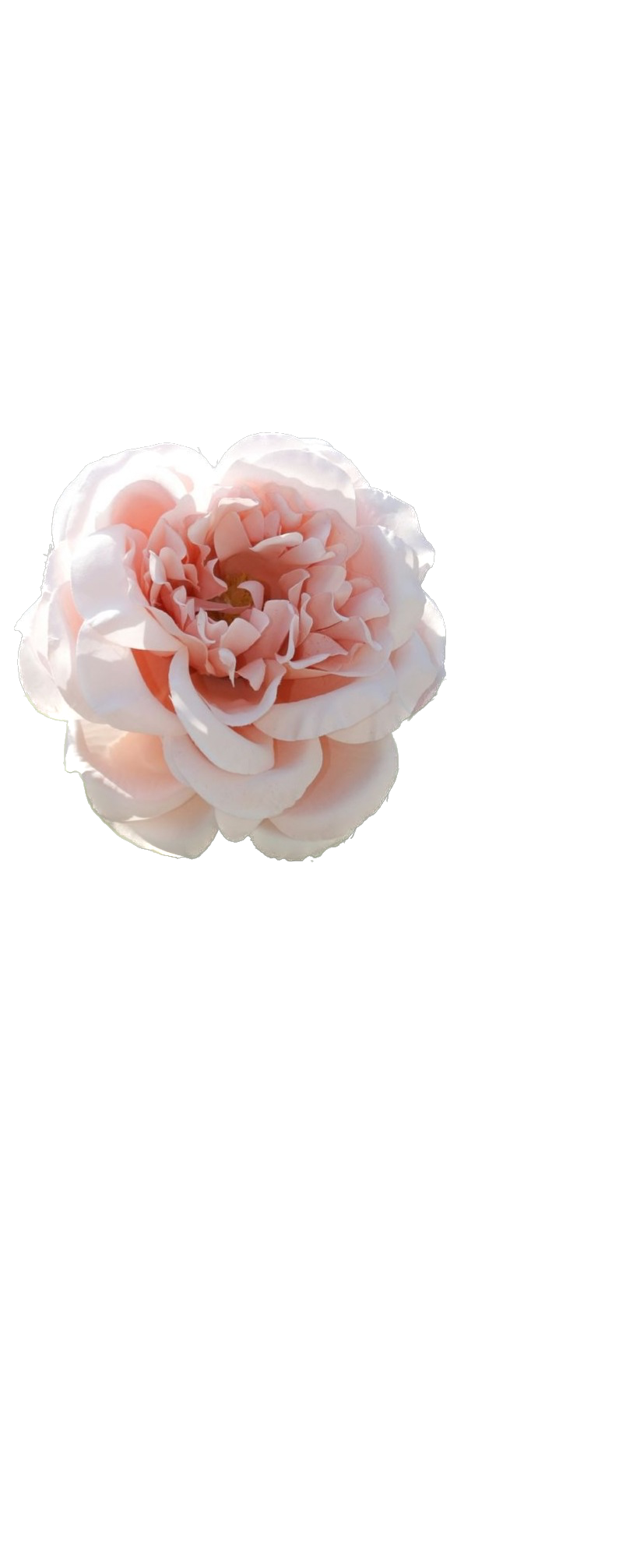 Mezu Silk Flowers – wholesale Artificial flowers – Artificial Blush Pink Large Single Old English Rose2