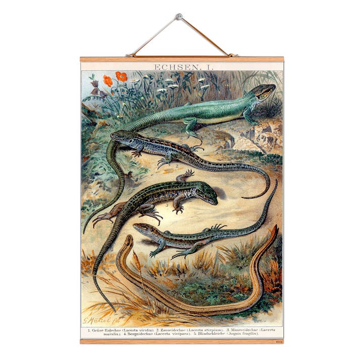 Rulla bild illustration # 062/djur/ödlor 1 för wholesale av Eicie