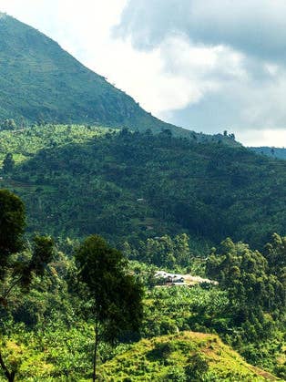 Peru Cajamarca Chasqui for wholesale by Ron’s Beans