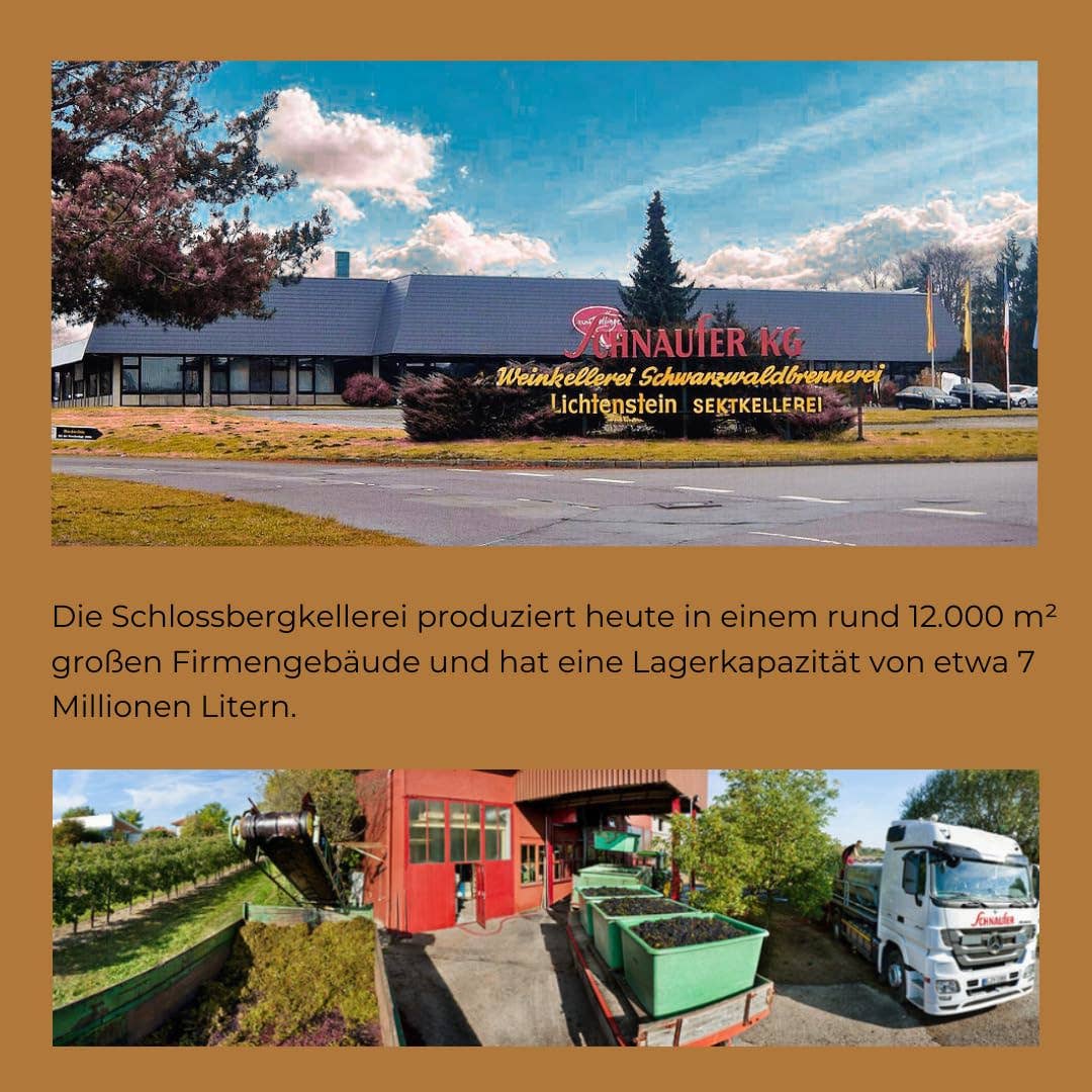 Justbe modern wine drinks - Wholesale Champagne/Sparkling Wine - Schnaufer Chardonnay Brut - German Sparkling Wine4