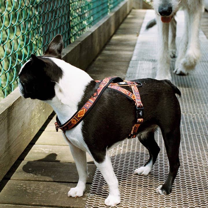 Sal afuera ~ Arnés para venta al por mayor de Handsome Mountain Pet Supplies