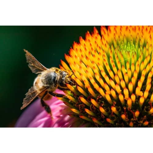 Photography Print "Spines" • Coneflower, Bee, Summer for wholesale by Andrea Morris Photography