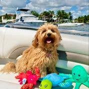 Spunky Pup – Engroshandel Tøjdyr - Hund – Spunky Pup Clean Earth plyslegetøj – 100 % bæredygtigt og genanvendt23