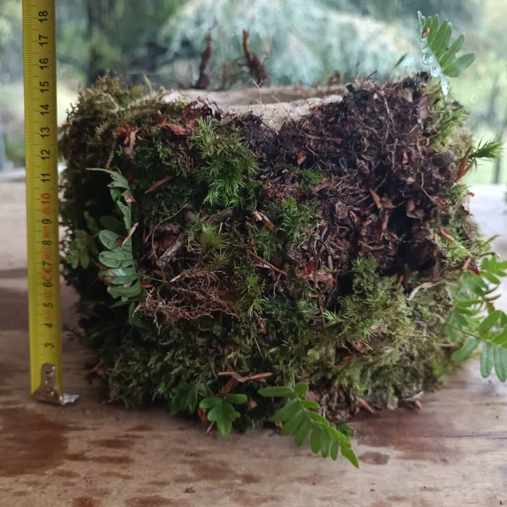 Moss wholesale - Vendita all'ingrosso Vasi per piante - Vaso per piante in ipertufo con muschio vivo e felci attaccati