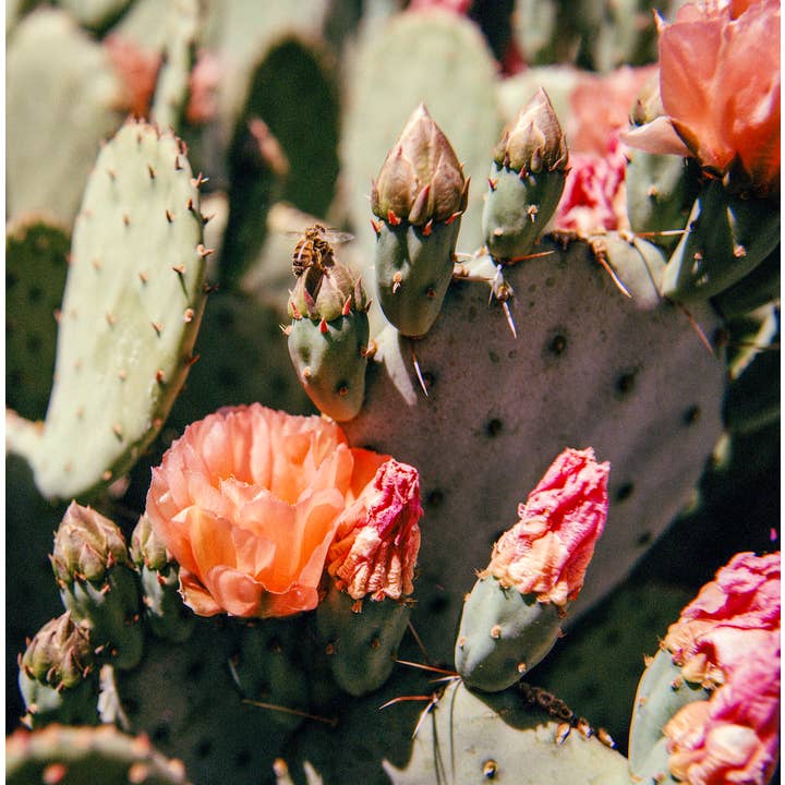 Prickly Pear Bee for wholesale by Jaechon Anderson Film Photography