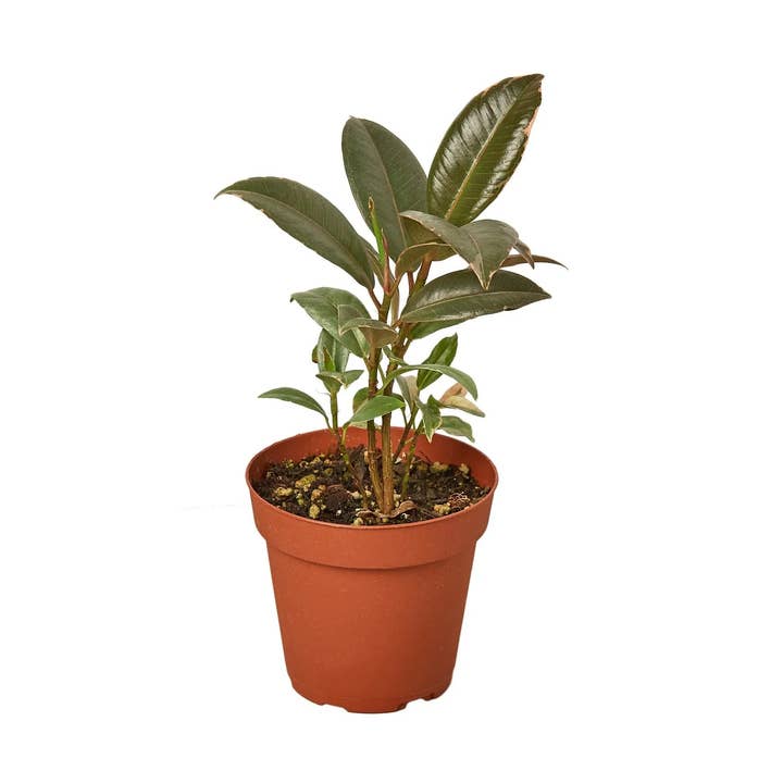 Ficus Elastica 'Tineke' por atacado de Rooted Treasures Farms