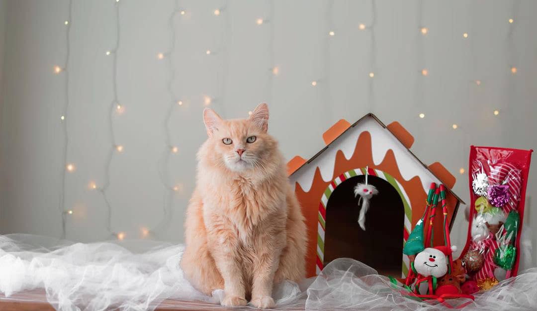 Midlee Designs - Wholesale Pet Scratcher - Cat - Midlee Gingerbread Christmas Cat Scratcher House8