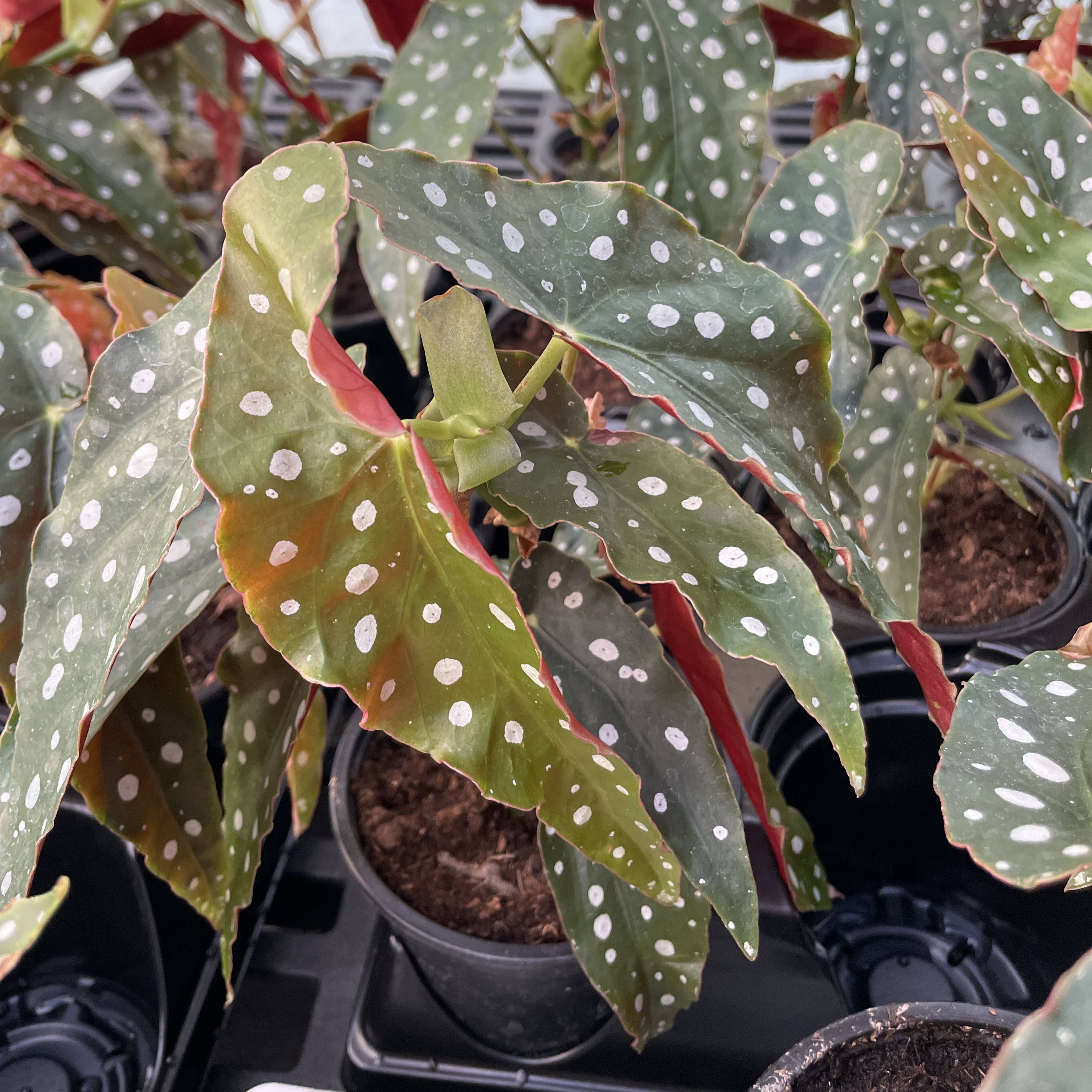 Thorsen's Greenhouse - Wholesale Live Plant - Begonia Maculata - Polka Dot Plant - 4" Live Plant4