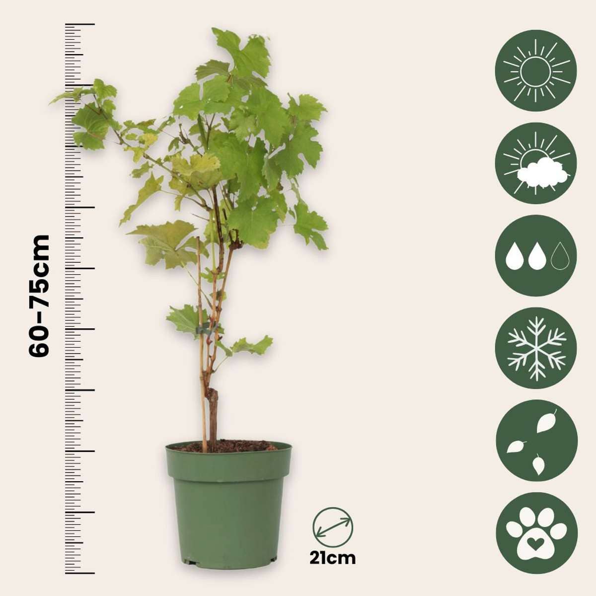 Oasis of Life - Wholesale Live Plant - Grape Vine – Vitis Vinifera 'Himrod' – Height 60–75cm – Ø21cm – White table grape with sweet, golden-yellow fruits – Robust, self-pollinating grape vine – Hardy fruit plant for garden & terrace3