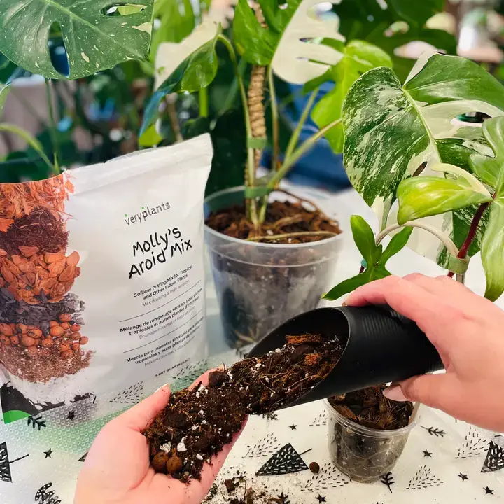 Veryplants US LLC - Wholesale Planting/Potting Soil - Molly's Aroid Mix - Premium Soilless Potting Mix - 5 Quarts5