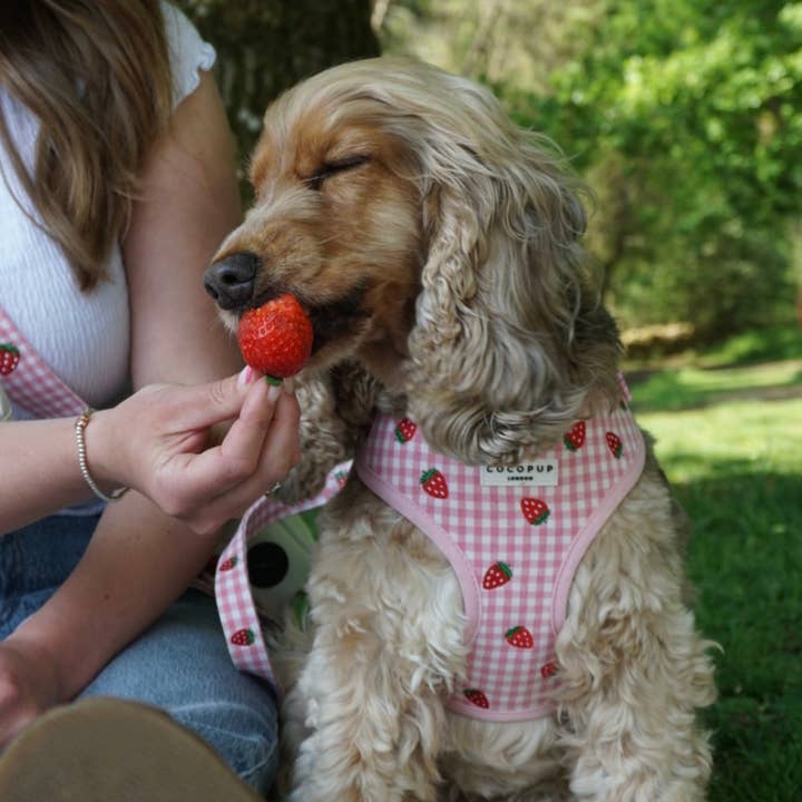 Cocopup London - Wholesale Pet Harness - Dog - Strawberry Picnic Pup Adjustable Neck HARNESS5