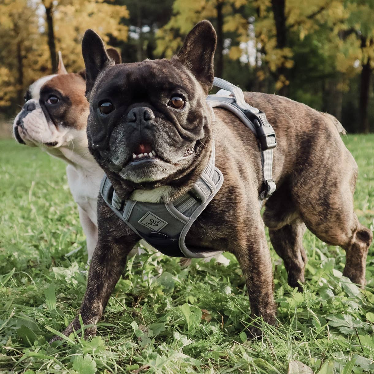 ne&no - Wholesale Pet Harness - Dog - ne&no® Outdoor Dog Harness + with Shock Absorber11