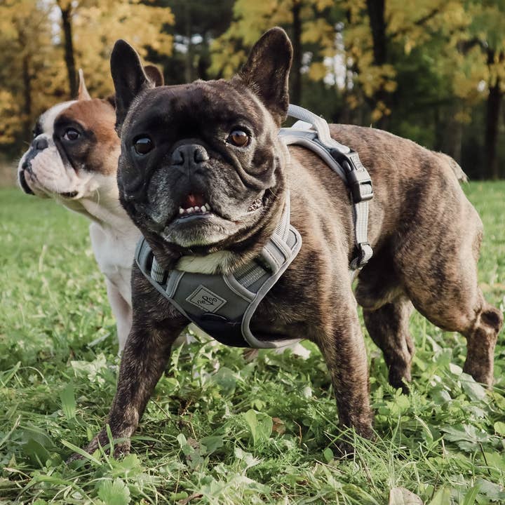 ne&no – Großhandel Haustiergeschirr – Hund – ne&no® Outdoor Brustgeschirr für Hunde + mit Ruckdämpfer11