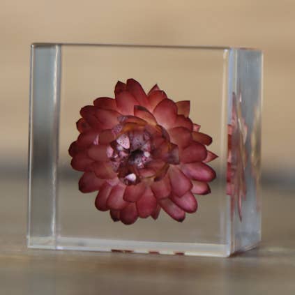 Strawflower for wholesale by Sola cube