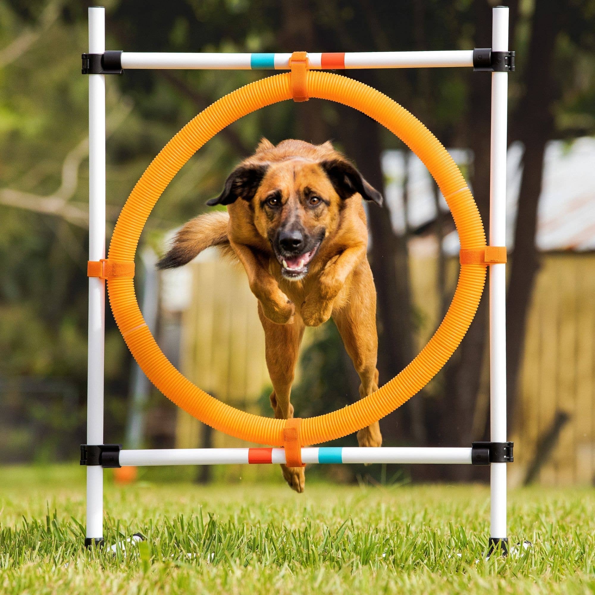 Midlee Designs - Wholesale Pet Toy - Dog - Midlee Dog Agility Beginner Sets- Hoop, Poles, & Bar Jump7