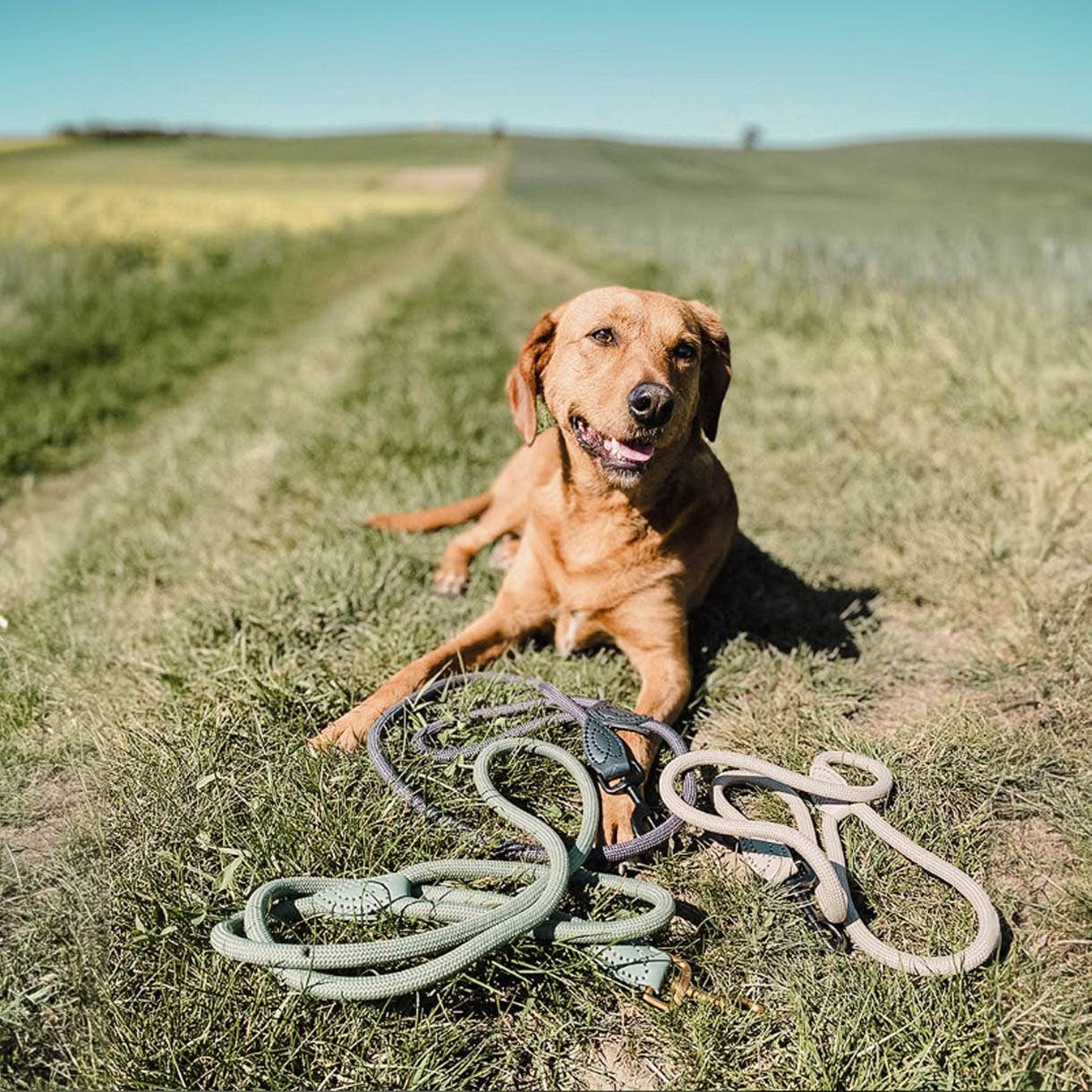 ne&no - Vente Laisse – chien - ne&no® Laisse pour chiens –120 ou 170 cm– laisse fixe12