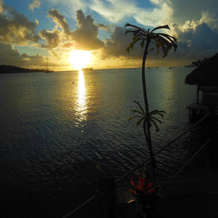 Seashell Ring with Tahitian black pearl - from the South Pacific for wholesale by Jane A Gordon: Jewelry Art Gifts Inspiration
