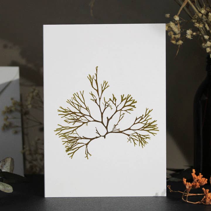 Tarjeta de felicitación de algas pardas #2 A6 para venta al por mayor de Studio Wotton