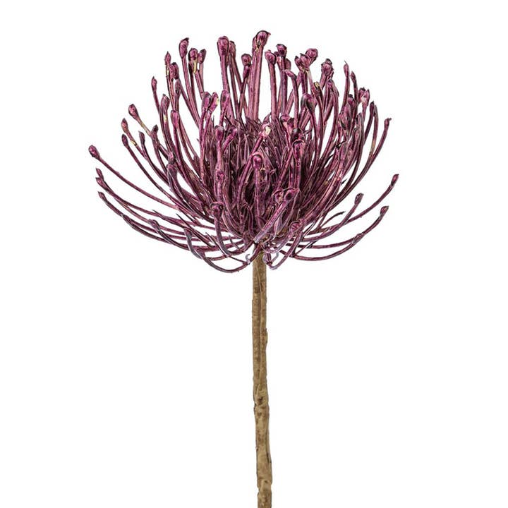 Nadelkissenprotea, 48cm, lila für den Großhandel von GASPER GmbH