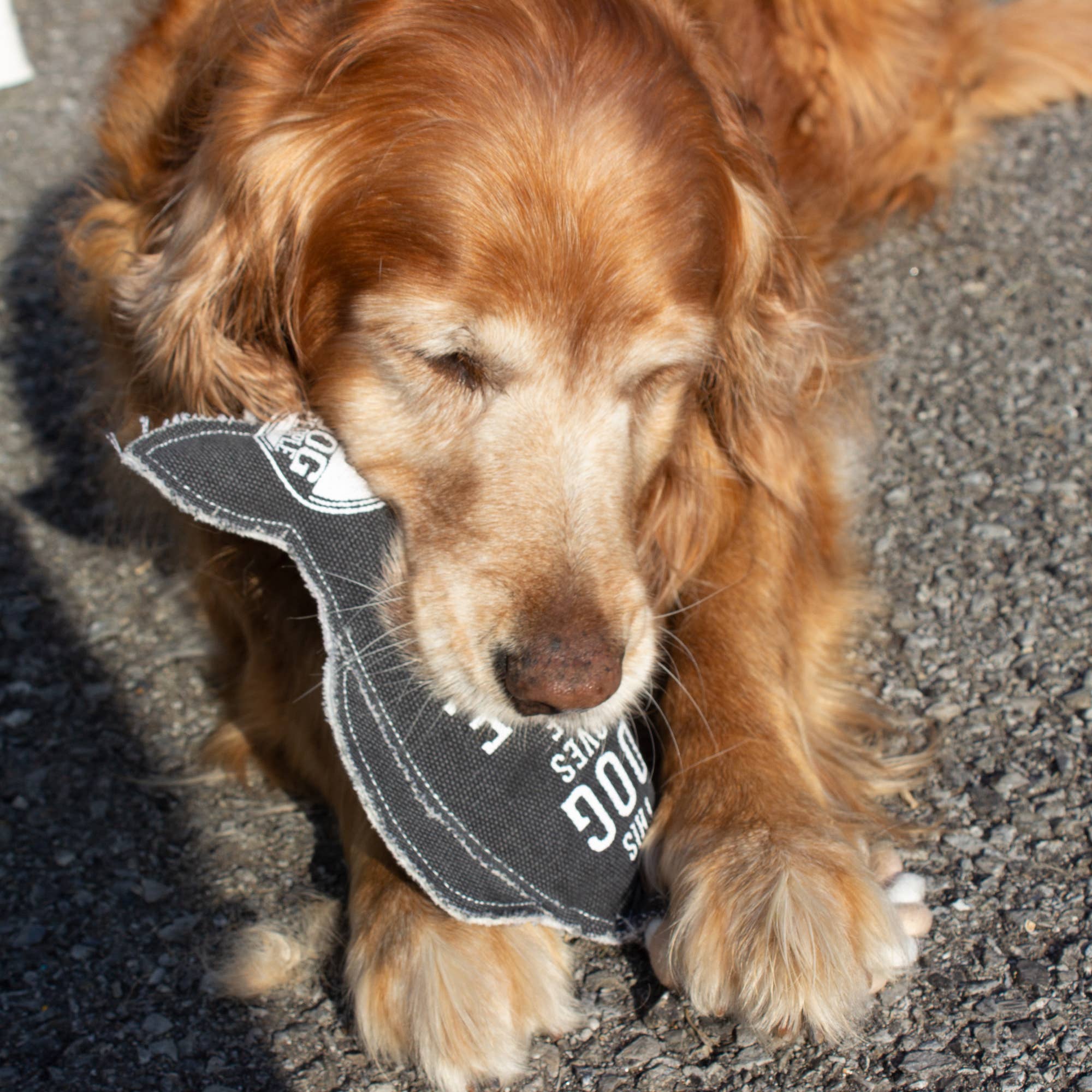 Pavilion – Corda - Cão por atacado – Lake Dog - Brinquedo de lona para cães de 12 “em corda1