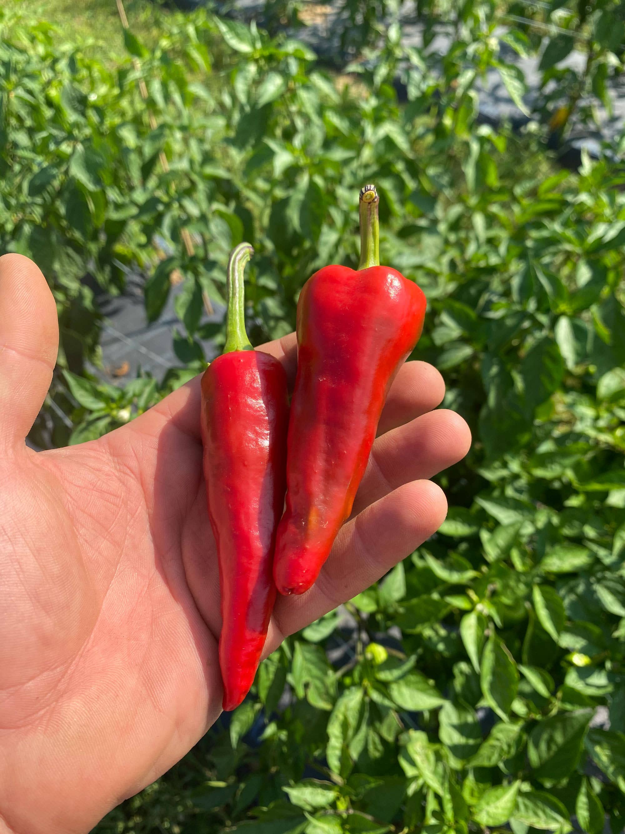 Springs Fireplace - Wholesale Hot Sauce - Tesuque3